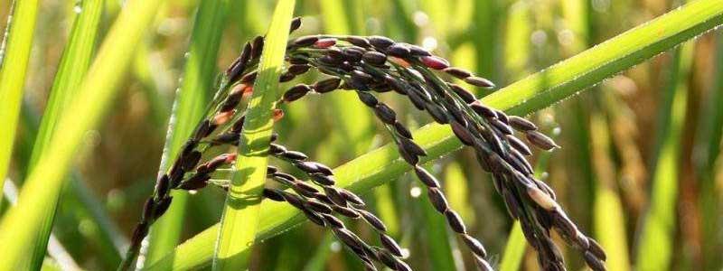 black rice extract powder